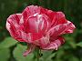 Rosa variegata Di Bologna